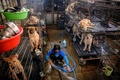 タイ・バンコクの郊外にある野良犬の保護施設で、おりの中を清掃する従業員（2020年4月6日撮影）。(c)Mladen ANTONOV / AFP