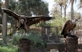 イラクの首都バグダッド（Baghdad）で、イヌのほか、クマ、ライオン、ワニ、サル、コンドル、オオカミ、クジャク、ヒヒ、ダチョウ、アナグマ、ヤマアラシなどを取り扱うペット店が、動物園の代わりとして人気を博している。来店者は1日あたり400人。ペットを買うのではなく、ただ見に来ている人が多いという。ペット店店主のSabah Alazawi氏によれば、次はハイエナを入荷する予定。

写真は、ペット店で販売されるワシ（2010年6月28日撮影）。(c)AFP/ALI AL-SAADI