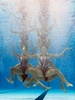 スペイン・バルセロナ（Barcelona）で開催されている第15回世界水泳選手権（15th FINA World Championships）。水中カメラで撮影されたシンクロナイズドスイミング・チームの演技の様子。

チームテクニカルルーティン（TR）予選で演技するフランスの選手（2013年7月20日撮影）。(c)AFP/FRANCOIS XAVIER MARIT