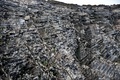 フランツヨシフ諸島のフッカー島の岩ルビニ・ロックの海鳥のコロニー（2021年8月21日撮影）。(c)Ekaterina ANISIMOVA / AFP