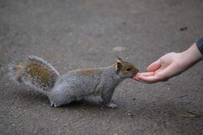 SNSで人気のリスを殺処分 飼い主抗議 米NY