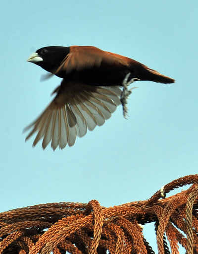 フィリピンで愛される小鳥、キンパラ かつては国鳥