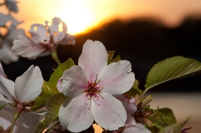 温暖化の植物への影響は過小評価されている、米研究