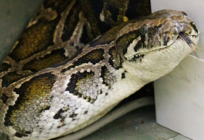 野菜市場に大ヘビ出現、中国