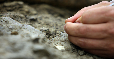 「ゴンドワナ最古の陸上動物」、3.5億年前のサソリ化石発見 南ア