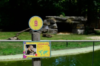 動物園でライオン逃走、射殺の警察に批判 ベルギー