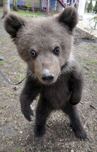 好奇心むくむく、動物園の子グマ ロシア