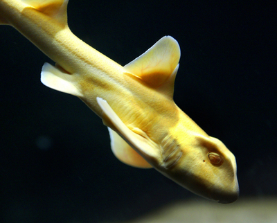 新聞社の玄関前に生きたサメ、豪州