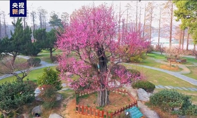 樹齢800年の古梅が開花 中国武漢市