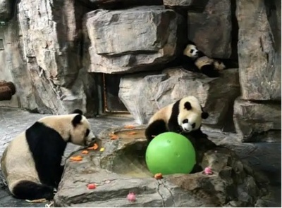 1歳迎えた双子パンダ　「選び取り」で同じ選択