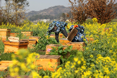 菜の花畑でハチミツ集め 貴州省