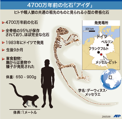 【図解】4700万年前の化石「アイダ」