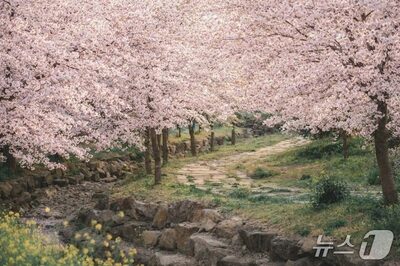 韓国・済州観光公社が提案する「春の済州」7つの楽しみ方…桜・海・山菜で感じる季節の魅力