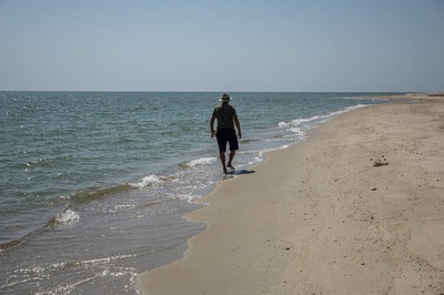 ウクライナ侵攻で黒海のイルカが大量死、ロシア軍のソナーが影響か