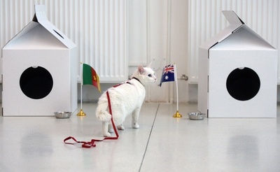 ロシアW杯の「予言者」、耳が聞こえない白猫「アキレス」に決定