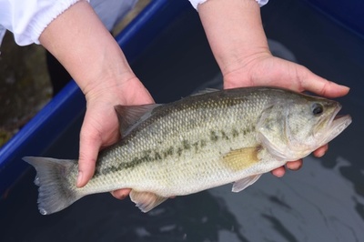 「産学研」連携のオオクチバス品種改良プロジェクト始動 安徽・銅陵