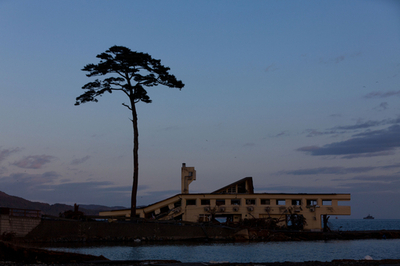 被災地に宿る植物の生命力