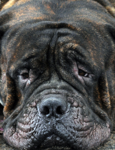 スリランカ、年に一度のドッグショー