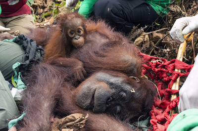 森林火災で救出されたオランウータン母子、森に帰る インドネシア