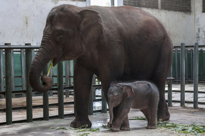 体重5.5トンのゾウに踏まれ獣医師死亡、インドネシア