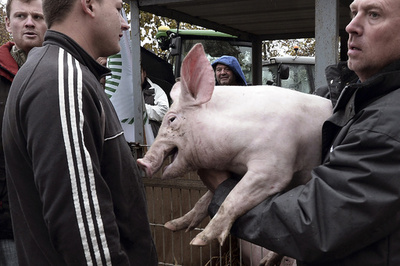 仏企業、イスラムやユダヤ教徒向けに豚肉検査キットを開発