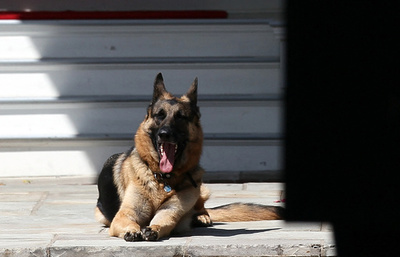 バイデン米大統領の愛犬「チャンプ」死ぬ