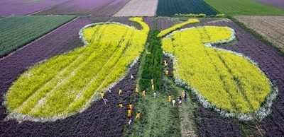 畑に巨大な「チョウ」が出現 - 韓国