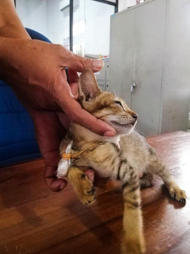 ネコの麻薬「運び屋」、刑務所で捕獲されるも「脱獄」 スリランカ