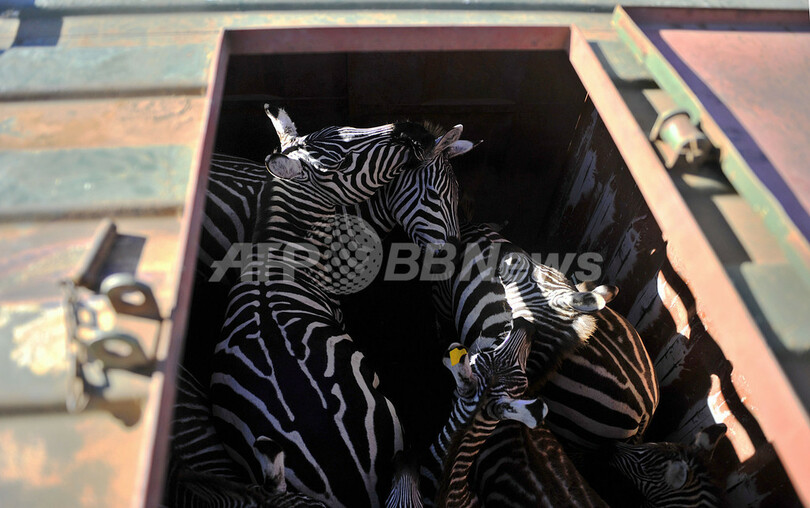 飢えたライオンの餌に・・・大規模なシマウマ移送作戦、ケニア