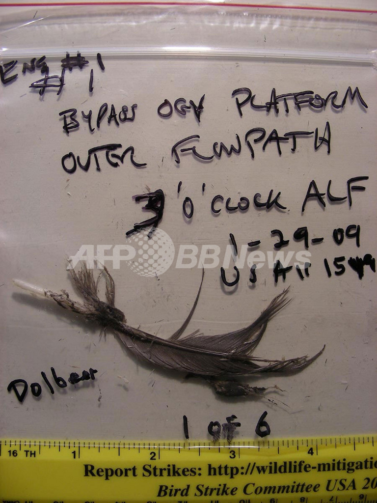 ニューヨーク不時着機は鳥と衝突、証拠の羽を公開