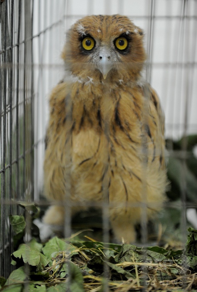 希少動物多数を保護 フィリピンの空港で押収 写真6枚 国際ニュース Afpbb News