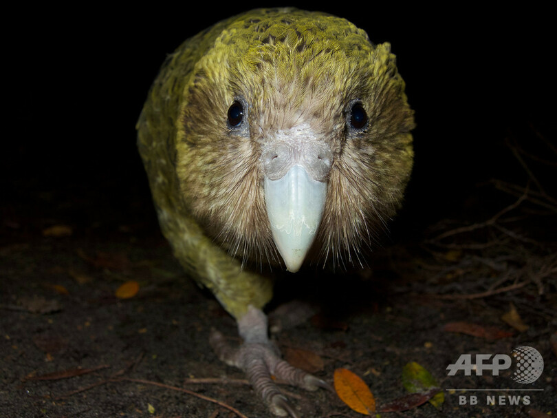 希少な「飛べないオウム」カカポに記録的な繁殖期、NZ