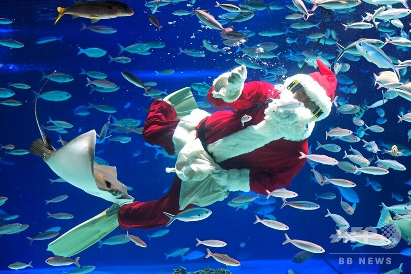水槽にサンタ登場 サンシャイン水族館でクリスマスショー 東京 写真4枚 国際ニュース Afpbb News