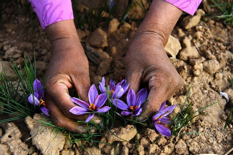 アフガニスタンでサフラン栽培に注目 ケシに代わる作物として 写真16枚 国際ニュース Afpbb News