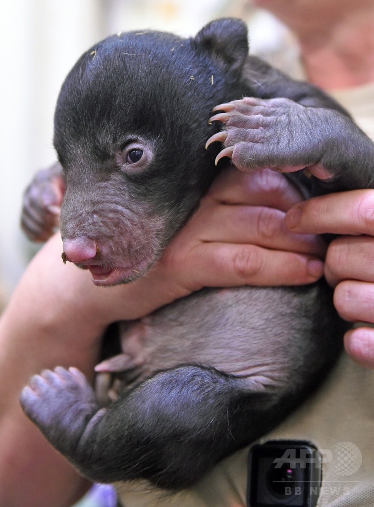 生後1か月のナマケグマの赤ちゃん ドイツ 写真3枚 国際ニュース Afpbb News