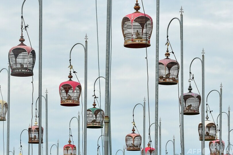 【今日の1枚】美声コンテスト、2500羽が競う タイ