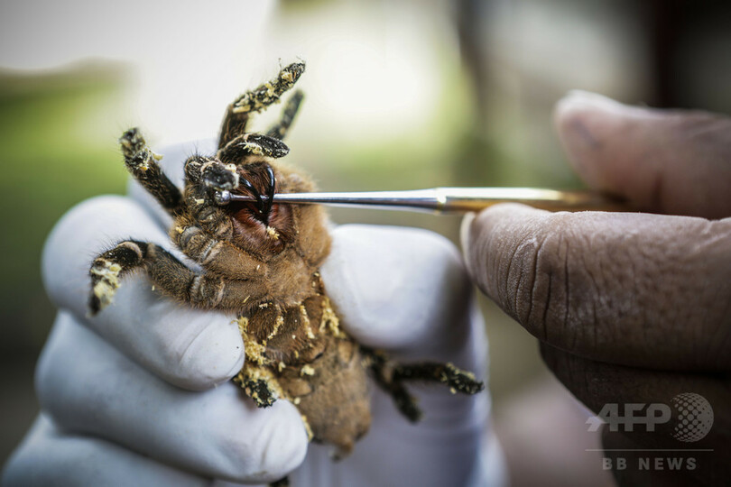 クモ毒成分に強力な鎮痛作用の可能性 研究 写真1枚 国際ニュース Afpbb News