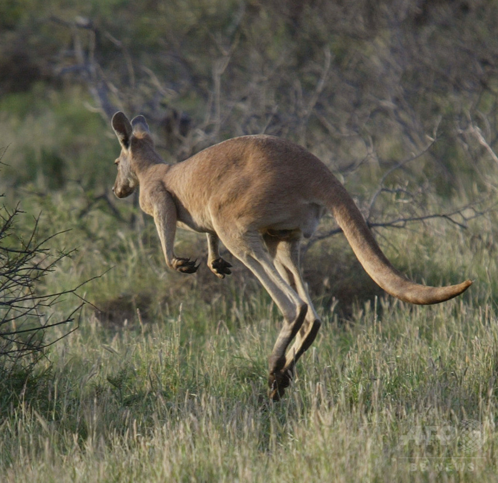 ボルボ、カンガルー衝突回避技術を試験 豪州向け ボルボ、カンガルー衝突回避技術を試験 豪州向け