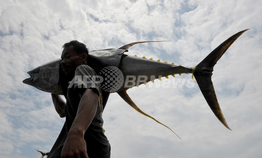 マグロ類3種が絶滅危機に、国際機関のレッドリスト マグロ類3種が絶滅危機に、国際機関のレッドリスト