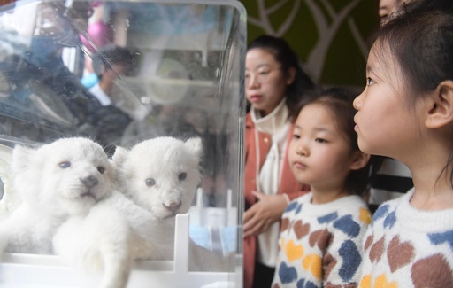 まだまだモフモフ、満1か月迎えた双子のホワイトライオン 中国・済南