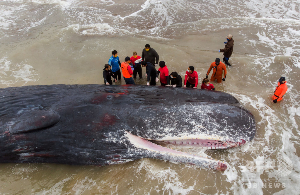 浜辺に全長15mのクジラ 救助活動報われず アルゼンチン 写真2枚 国際ニュース Afpbb News