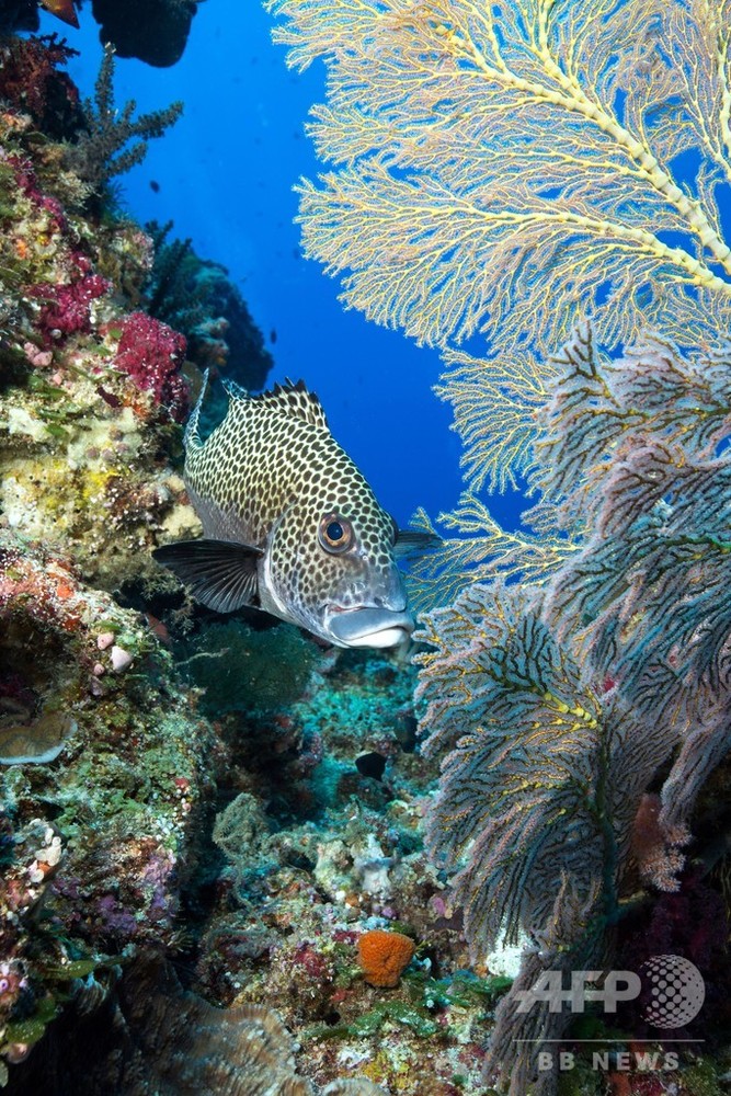 パラオ、「海の聖域法」を一部改定 沖縄の漁船を受け入れへ 写真8枚