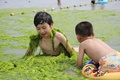 中国東部の山東（Shandong）省青島（Qingdao）の藻が大発生した海岸で遊ぶ子どもたち（2014年6月29日撮影）。(c)AFP