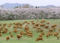 韓国・瑞山（Seosan）の牧場で牧草を食べるウシの群れ（2006年4月17日撮影、本文とは関係ありません）。(c)AFP/KIM JAE-HWAN