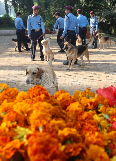 ヒンズー教光の祭り ティハール 犬を花輪で祝福 ネパール 写真8枚 ファッション ニュースならmode Press Powered By Afpbb News