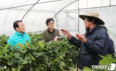 イチゴ価格の急上昇、韓国の農家で盗難被害相次ぐ