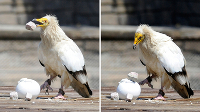 道具を使って卵を割る鳥