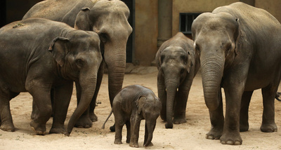 ゾウにがんが少ない理由を解明、米研究