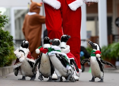 クリスマスが待ち切れない！ 八景島シーパラダイス