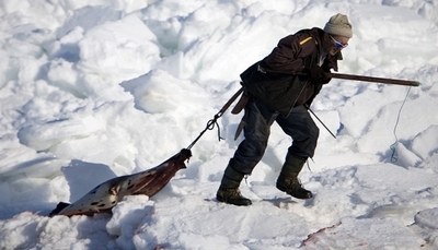 カナダ議員、アザラシ猟禁止法案を提出 支持得られず廃案か
